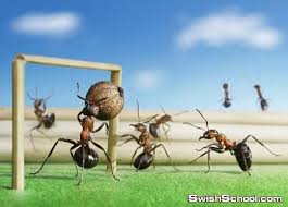 نمل مدرب يقف امام الكاميرا ويمثل صور غريبه Unbelievable Pictures Pictures Of Ants Ants