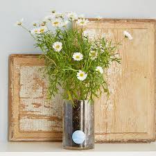 Birth Month Flower Grow Kit Garden Gifts Birthday Gifts Uncommon Goods In 2020 Birth Month Flowers Month Flowers Growing Flowers
