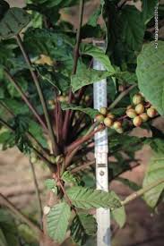 Image result for Brucea