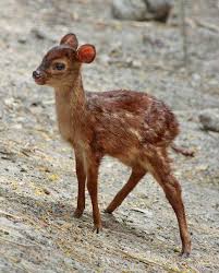 Cute Baby Cute Animals Animals Baby Animals