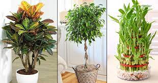 Best types indoor plants for decoration in india | good inside plants for small space gardening these indoor plants are easy to. 12 Best Indoor Plants For Indian Climate India Gardening