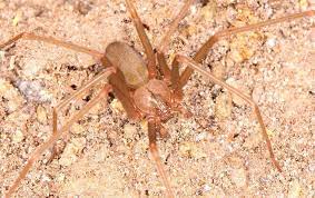 Brown recluse spiders live outside in trash piles or wood piles. What Nashville Property Owners Ought To Know About Brown Recluse Spider Treatments