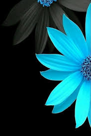 Pin By Ladawna Hobkirk On Beauty Blue Flower Wallpaper Flower Wallpaper Black Phone Wallpaper