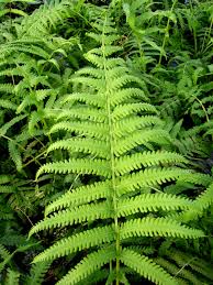 Image result for Cyclosorus