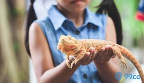 Ular merupakan salah satu reptilia yang paling sukses berkembang di dunia. 11 Hewan Reptil Ini Bisa Dipelihara Di Rumah Menggemaskan