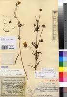 Image result for Bidens steppia