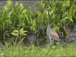 Love the trivia notes on each bird. Pin On Birds