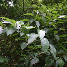 We did not find results for: Naturally Rot Resistant Woods Garden Org