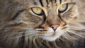 Ruyada Kahverengi Kedi Gormek Ruyandagor Com