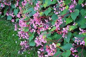 Image result for Rungia grandis