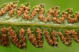 Image result for Cyclosorus interruptus