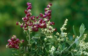 Image result for Rhagodia