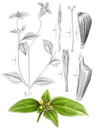 Image result for Sclerocarpus africanus
