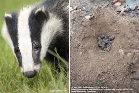 Der waschbär hat die natur erobert, findet sich aber ebenso wie füchse auch in städtischem gebiet sehr gut zurecht. Kot Im Garten Welcher Tierkot Sieht Wie Aus Tiere Erkennen