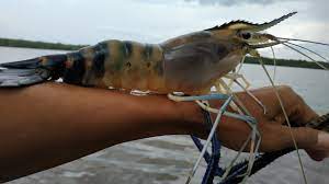 Banyaknya permintaan udang galah untuk mencukupi permintaan rumah makan. Mancing Udang Galah Terbesar Youtube