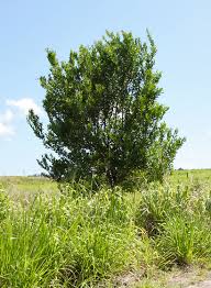 Image result for Citharexylum