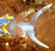 Image result for Bergia salaria