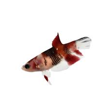 Numerous novice hobbyists are confused about a koi betta fish. Female Koi Betta Fish Online Shopping