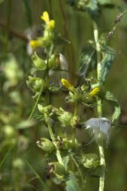 Image result for Rhinacanthus xerophilus