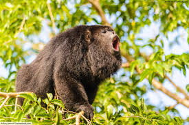Howler Monkey Facts And Information From Rainforest Animals Rainforest Animals List Howler Monkey