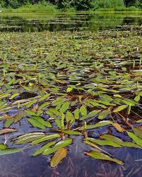 Image result for Potamogeton