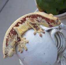 Think of stalactites and stalagmites: Crested Gecko Morphs Tenny S Crested Geckos