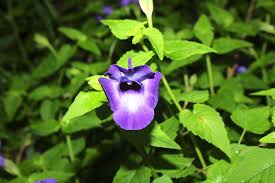 Image result for Torenia thouarsii