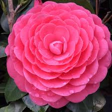 Image result for Camellia