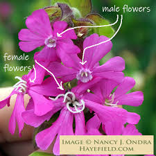 Image result for Silene