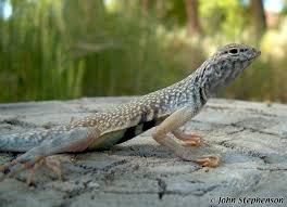 Image result for Dinebra caudata