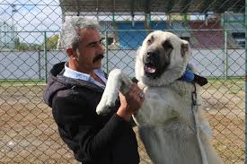 Animal watch 5.056.614 views2 years ago. Kangal Dogs Compete In Beauty Pageant In Sivas Turkey News