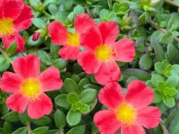 Image result for Portulaca oleracea