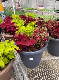 Image result for Coleus