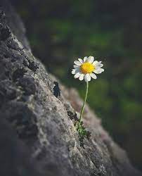 Pin On Urdu Poetry