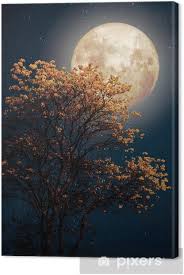 Les fêtes de la pleine lune qui avaient lieu dans les pyrénéorientales au début des années. Tableau Sur Toile Bel Arbre Fleur De Fleur Jaune Avec Voie Lactee Etoile Dans La Nuit De Ciel Pleine Lune Oeuvre De Style Retro Fantastique Avec Ton De Couleur Vintage