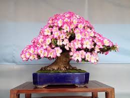 Top 10 Flowering Bonsai Trees Bonsai Empire