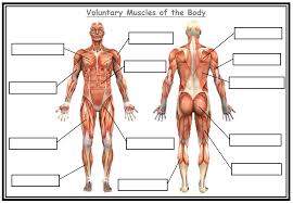 (2) the musculoskeletal system (also referred to separately as the muscle system and the skeletal system), composed of the skeletal muscles and bones. Aqa Gcse Physical Education Blank Muscles Worksheet Teaching Resources