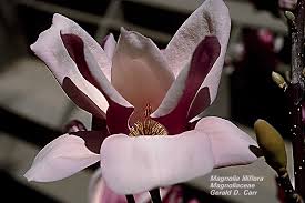 Image result for Magnoliaceae