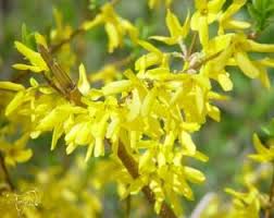 Forsythia Flower Meaning Unlock The Secret Flower Dictionary Flower Meanings Forsythia