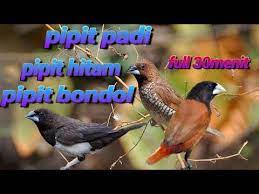 Mp3 Suara Segala Jenis Burung Emprit Pipit Youtube Suara Burung Jenis