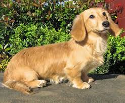 All texas dachshund rescue is saddened to share the loss of a loving and dedicated volunteer and foster mom, diane deaton on february 2, 2021. Long Haired English Cream Mini Dachshund Puppies For Sale Petsidi