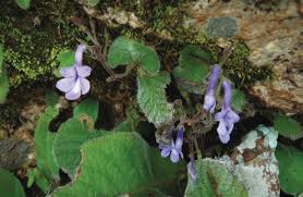 Image result for Streptocarpus goetzei