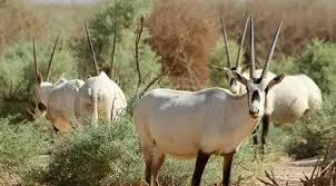 Al Maha Deer Wildlife Reserve Wildlife Animals