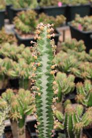 Image result for Euphorbia baylissii