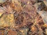 Image result for Eragrostis nindensis