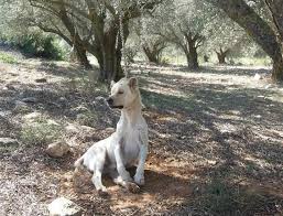 Get the forecast for today, tonight & tomorrow's weather for καπανδρίτι, αττική, ελλάδα. Kapandriti Hashtag On Twitter