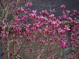 Cherry trees and saucer magnolias are considered precocious bloomers, meaning they. Magnificent Magnolias East Texas Gardening