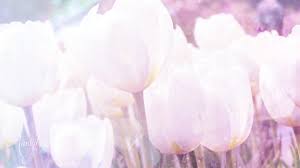Tulips represent hope for a brighter future while daffodils symbolize rebirth from sorrows and despair. White Tulip Flower Meaning Dictionary Auntyflo Com