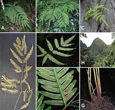 Image result for Pteris preussii