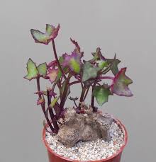 Image result for Senecio oxyriifolius